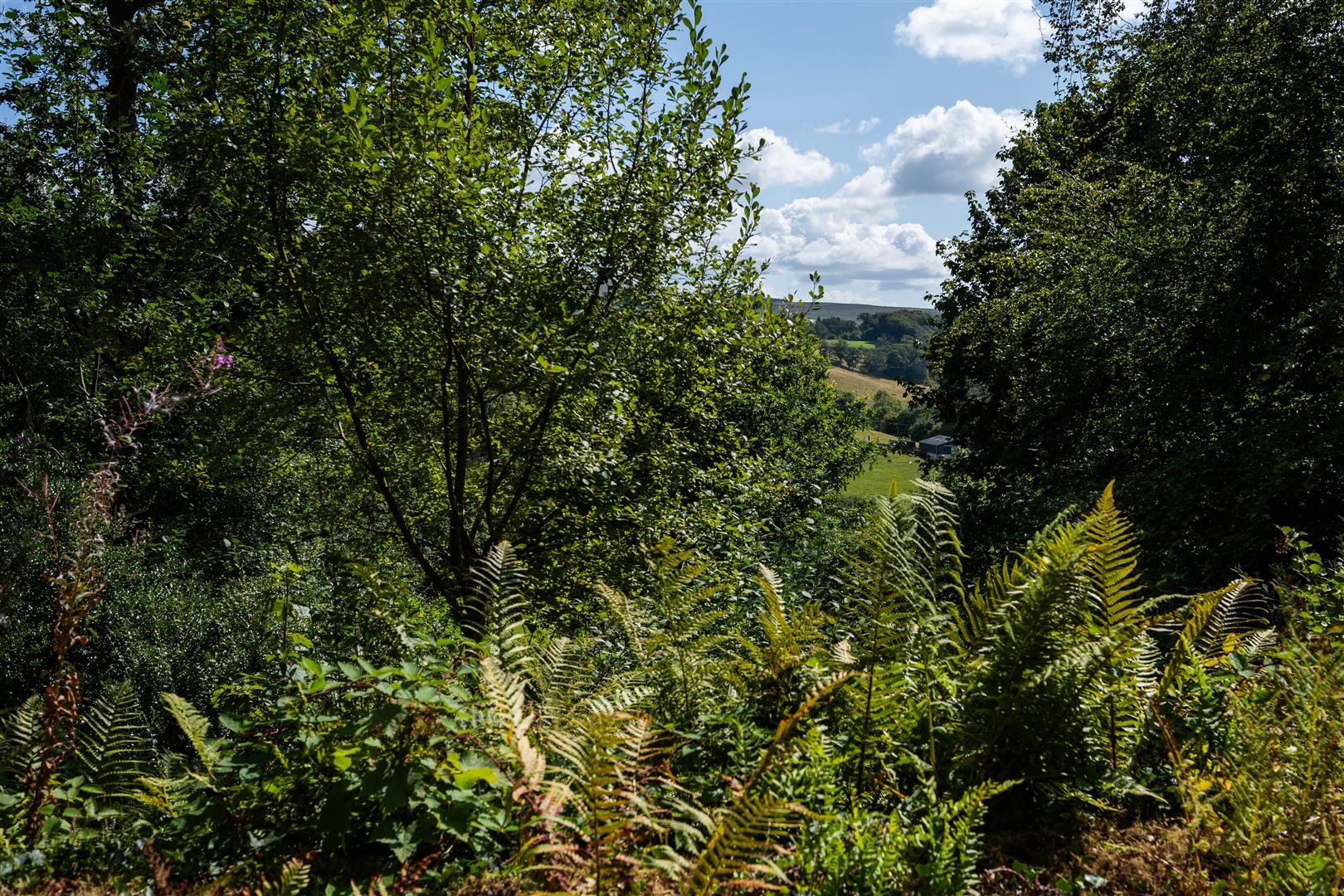 56-Maes Coed.jpg